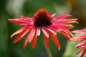 Coneflower