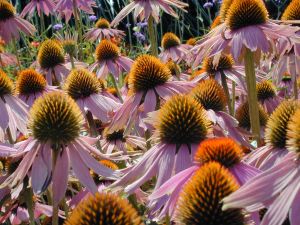 Group Of Echinacea