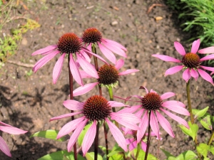 Purple Coneflower 1