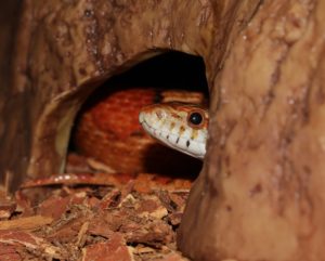 corn-snake-508373_960_720