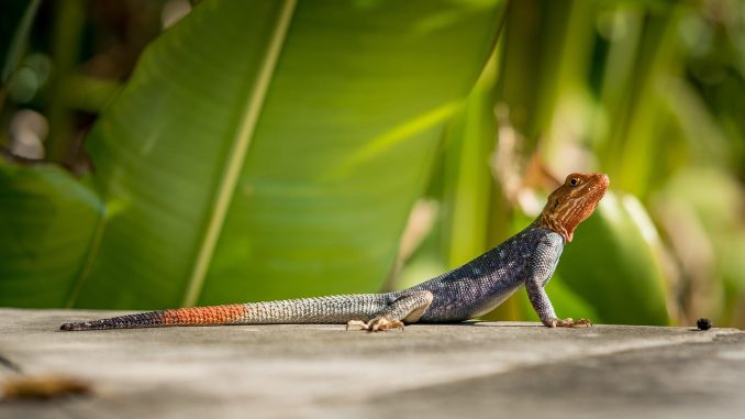 agama-5951333_1280